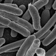 E. coli, one of the many bacterial species found in the human gut.